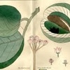 Botanica aegyptiaca in antichi volumi