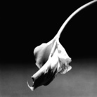 Robert Mapplethorpe, Calla Lily, 1986 | © Robert Mapplethorpe Foundation | Used by permission