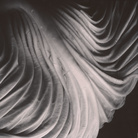 Edward Weston, Cabbage Leaf, 1931, Stampa alla gelatina d'argento | © Center for Creative Photography, Arizona Board of Regents