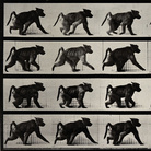 Eadweard Muybridge, A monkey walking, 1887, 31 x 24 cm, Wellcome Library di Londra | © Wellcome Images