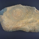 Stromatolite del genere Jacutophyton. Proterozoico della Mauritania (circa 1.000-800.ma.). Museo di Storia Naturale di Milano