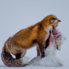 Wildlife Photographer of the Year 2015. Gli scatti più belli della fotografia naturalistica al Forte di Bard