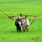 Un contadino con l’aratro nei pressi di Gondar (di Caluma)