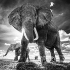 David Yarrow. Nella Natura Selvaggia