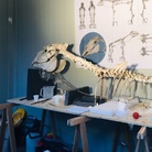 Un cavallo a Pompei: restauro e nuovo allestimento per lo scheletro ritrovato da Maiuri