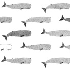 Andrea Antinori. 72 balene e altri animali