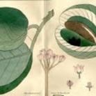 Botanica aegyptiaca in antichi volumi