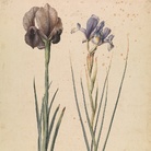 Jacopo Ligozzi, Iride inglese (Iris Susiana L.), Giaggiolo orientale (Iris Xyphium L.) 1577-1587 ca. Pietra nera naturale, pigmenti policromi di natura organica e inorganica, su carta con imprimitura a bianco di piombo. Firenze, Gabinetto Disegni e Stampe degli Uffizi