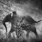 Sebastião Salgado, Kafue National Park, Zambia, 2010 | © Sebastião Salgado/Amazonas Images/Contrasto