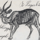 Animalia, disegni su carta dal XVIII al XXI secolo