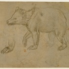 Leonardo da Vinci, Orso che cammina, 1480 circa.