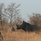 L’ombra dell’unicorno. Il rinoceronte tra passato, presente e futuro