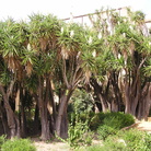 Parco Culturale del Gattopardo (Giuseppe Tomasi di Lampedusa)