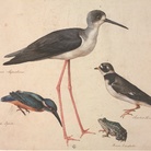 Jacopo Ligozzi, Tavole naturalistiche – Gli Uccelli - Cavaliere d’Italia (Himantopus himantopus), Corriere grosso (Charadrius hiaticula), Martin pescatore (Alcedo atthis), Rana verde (Rana esculenta) 1577-1587 ca. Pietra nera naturale, pigmenti policromi di natura organica e inorganica, su carta con imprimitura a bianco di piombo. Firenze, Gabinetto Disegni e Stampe degli uffizi