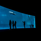 Acquario