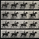 Eadweard Muybridge, A cantering horse and rider, 1887, Wellcome Library, Educational Project | © Wellcome Images