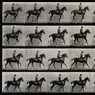 Muybridge Recall