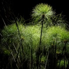 Diorami. Meraviglie Botaniche in 8 Atti