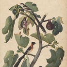 Jacopo Ligozzi, Tavole naturalistiche – Gli Uccelli - Ficus Carica (Ficus carica L.) con Vedova Domenicana (Vidua Macroura), Vedova Paradisea (Steganura paradisea) e Vedova Combassù (Hypochera Chalybeata) 1577-1587 ca. Pietra nera naturale, pigmenti policromi di natura organica e inorganica, su carta con imprimitura a bianco di piombo. Firenze, Gabinetto Disegni e Stampe degli Uffizi