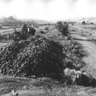 Gianfranco Baruchello. Agricola Cornelia S.p.A