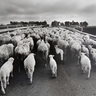 LISETTA CARMI. Voci allegre nel buio. Fotografie in Sardegna 1962 - 1976