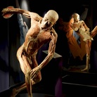 Real Bodies, scopri il corpo umano