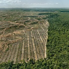 Edward Burtynsky, Clearcut #1, Palm Oil Plantation, Borneo, Malaysia, 2016 | Foto © Edward Burtynsky | Courtesy of © Admira Photography, Milan / Nicholas Metivier Gallery, Toronto