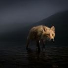 Wildlife Photographer of The Year. 57a edizione