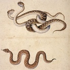 Jacopo Ligozzi, Tavole naturalistiche - I Mammiferi e i Rettili - Vipere africane (Cerastes cornutus coluber) 1577 ca. Pietra nera naturale, pigmenti policromi di natura organica e inorganica, su carta con imprimitura a bianco di piombo. Firenze, Gabinetto Disegni e Stampe degli Uffizi