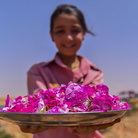 La Rosa di Damasco. Dalla Siria a Torino