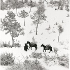 Fulvio Roiter, Norcia, Umbria, Terra di San Francesco, Dettaglio, 1955 | © Fondazione Fulvio Roiter