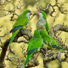 Biodiversità a Roma