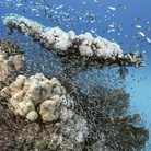 The Living Sea. Fotografia subacquea di Hussain Aga Khan. Videografia di Simone Piccoli