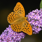 Farfalle. Dalla Natura alla Rappresentazione Artistica nel ‘900