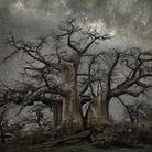 Arborea. I monumenti vegetali di Federica Galli & Beth Moon