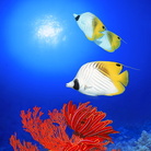 Akyiyoshi Ito. Sogni sott'acqua