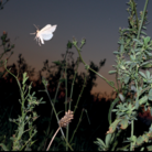 Attorno alla larva di zanzara che balla in una goccia d’acqua // Daniela Manzolli