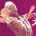 BODY WORLDS - Vital