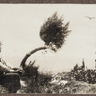 Enrique Masías, Giovane e arbusto, paesaggi in piccolo formato, Arequipa, ca.1915-1919, 56x79 mm