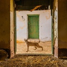 Sbarcano in Italia gli scatti del 57° Wildlife Photographer of the Year