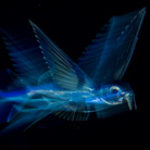 Michael Patrick O’Neill, Night Flight, Wildlife Photographer of the Year, USA Winner 2018, Under Water