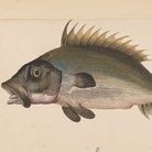 Jacopo Ligozzi, Tavole Naturalistiche – I Pesci - Cernia? (Epinephelus guazza), 1577-1587 ca. Pietra nera naturale, pigmenti policromi di natura organica e inorganica, su carta con imprimitura a bianco di piombo. Firenze, Gabinetto Disegni e Stampe degli Uffizi