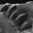 Il Mosasaurus di Novafeltria al Museo Geologico Giovanni Capellini di Bologna