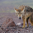 Luci ed ombre della natura. Fotografie di Simone Sbaraglia