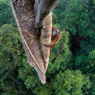Wildlife Photographer of the Year. 52a edizione