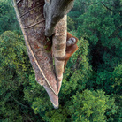 Wildlife Photographer of the Year 52