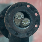 Arshdeep Singh, Pipe owls, Wildlife Photographer of the Year, India Winner 2018, 10 Years and Under