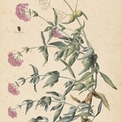 Jacopo Ligozzi, Tavole botaniche - Valeriana rubra (Centranthus ruber L.) e un insetto (Clerus apianus L.) 1577-1587 ca. Pietra nera naturale, pigmenti policromi di natura organica e inorganica, su carta con imprimitura a bianco di piombo. Firenze, Gabinetto Disegni e Stampe degli Uffizi