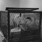 Richard Serra: Animal habitats live and stuffed… Roma, La Salita, 1966