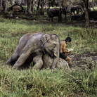 Steve McCurry. Animals